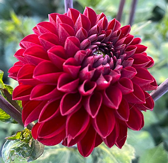 Dahlia Viking